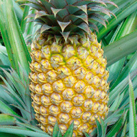 Ananas