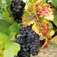 Cabernet Franc