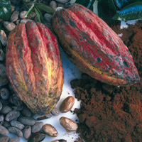 Cacao