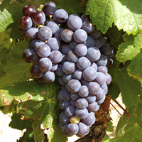 Carignan