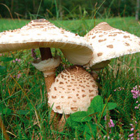 Champignon