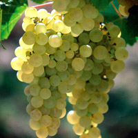 Chasselas