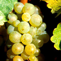 Chenin Blanc