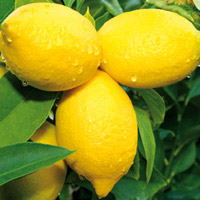 Citron