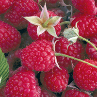 Framboise