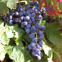 Grenache