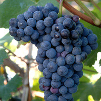 Nebbiolo