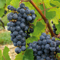 Petit Verdot