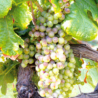 Roussanne, Marsanne