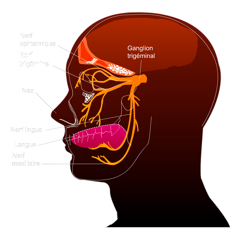 Sensibilité trigéminale