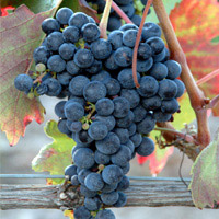 Tempranillo