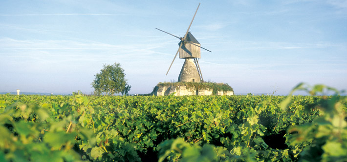 Vignes Cabernet Franc