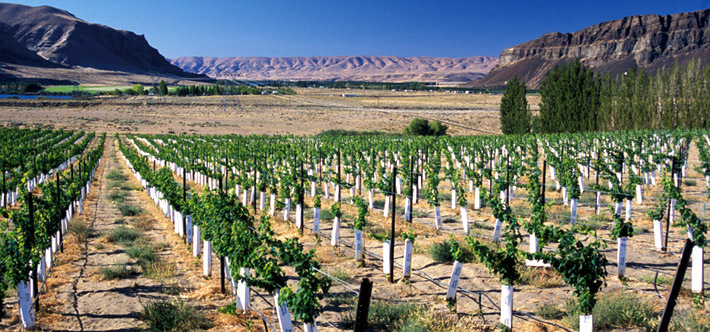 Vignes Cabernet Sauvignon