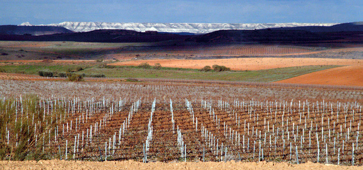 Vignes Carignan