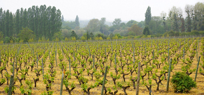 Vignes Chardonnay