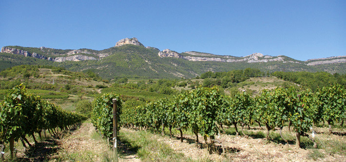 Vignes Clairette