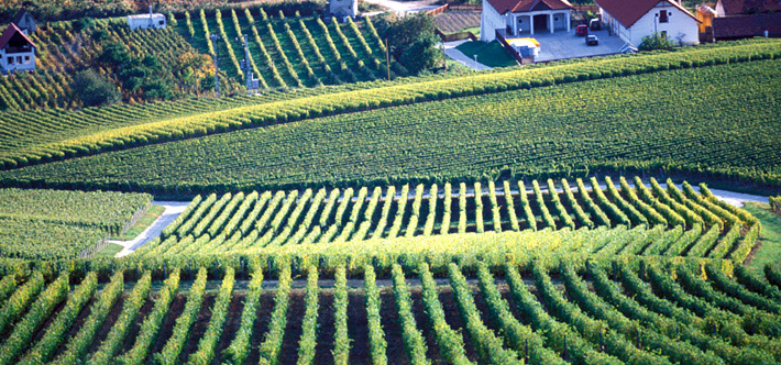 Vignes Furmint