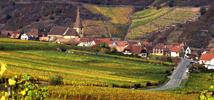 Vignes Gewürztraminer