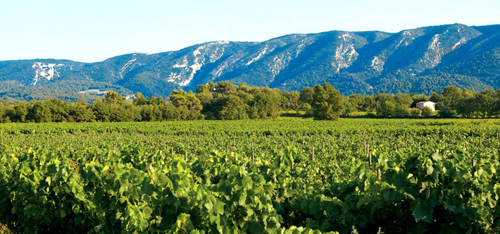 Vignes Macabeu