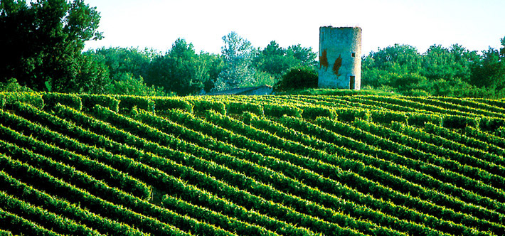 Vignes Muscadelle