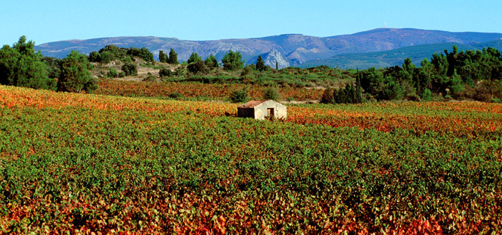 Vignes Muscat Blanc