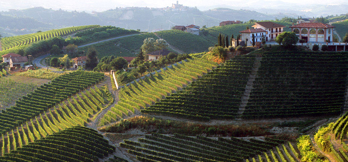 Vignes Nebbiolo