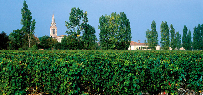 Vignes Petit Verdot