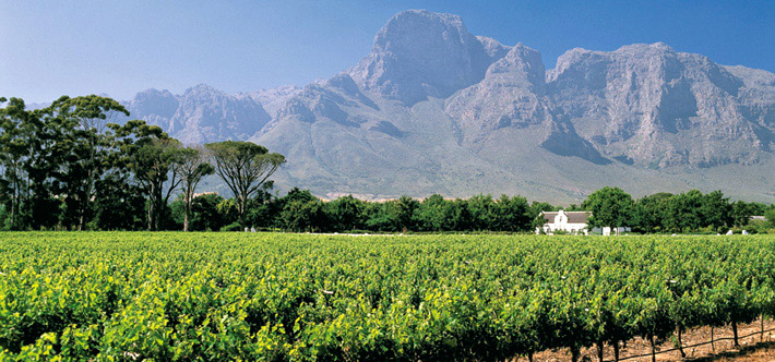 Vignes Pinotage