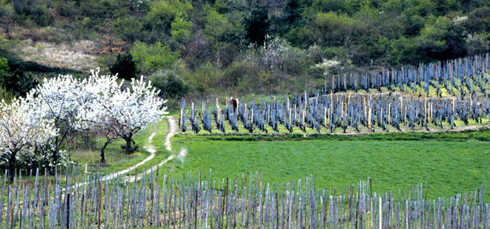 Vignes Roussanne