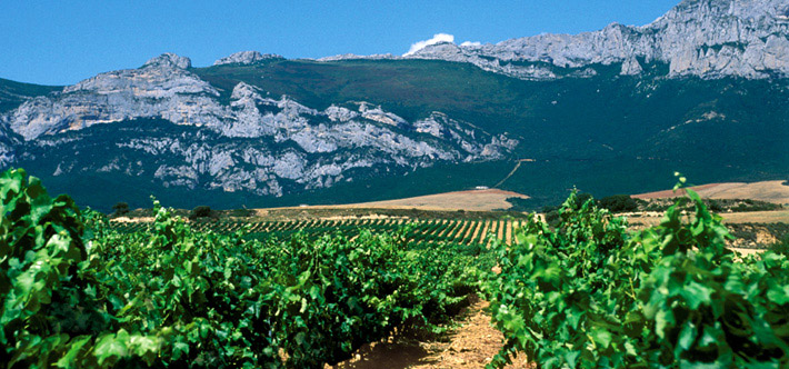 Vignes Tempranillo