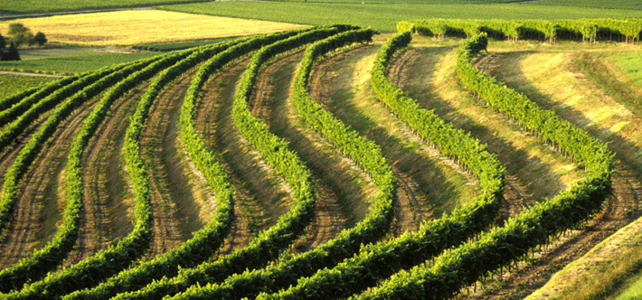 Vignes Ugni Blanc