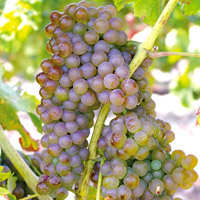 Viognier